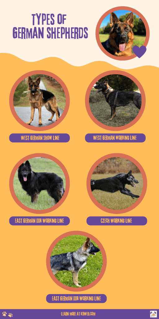 Types of German Shepherds Infographic