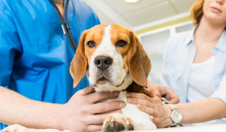 Veterinary doctor examining the Beagle dog at clinic
