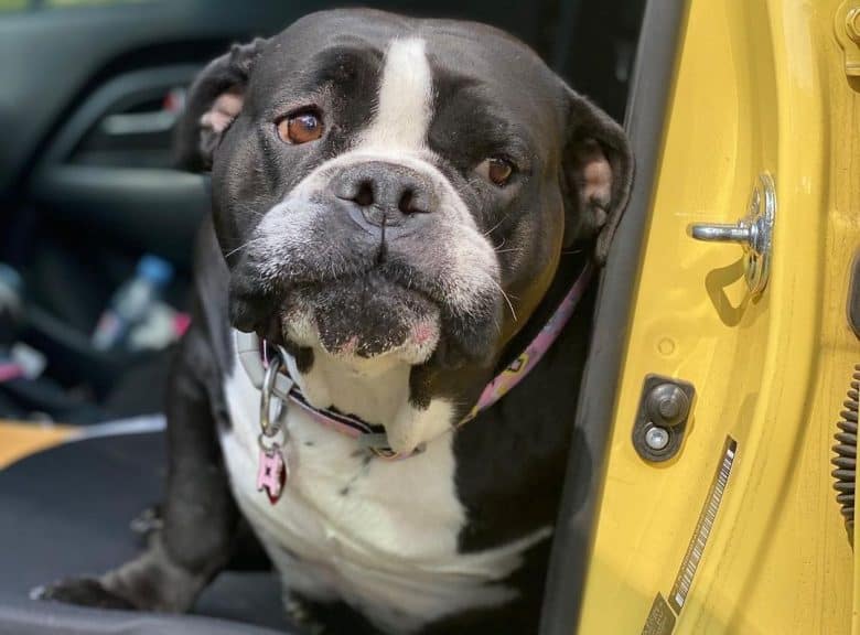 A sweet Bulloxer sitting inside a car