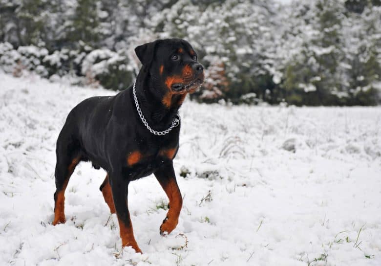 A serious Rottweiler walking during a snowy day
