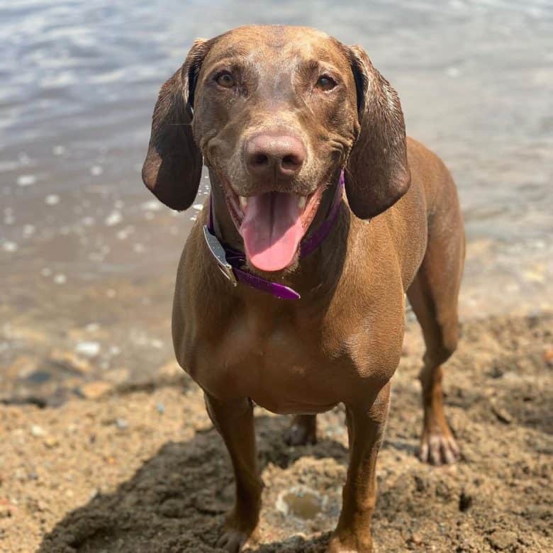 An adorable Weimapeake enjoying the water and sand