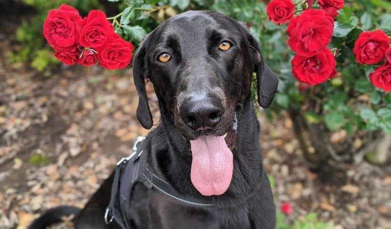Weimaraner German Shepherd mix dog posing beside the rose flowers