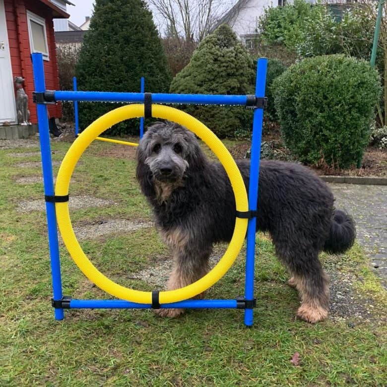 A fun-loving Weimardoodle wanting to play ring jump