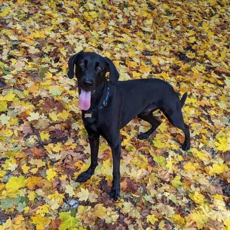 Black Weimshepherd appreciating the fall leaves on the ground