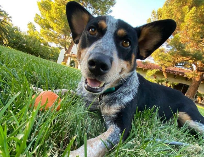Pembroke Welsh Corgi Blue Heeler mix dog playing a ball on the grass