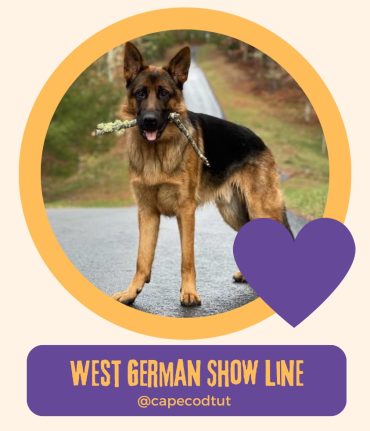 West German Show Line GSD