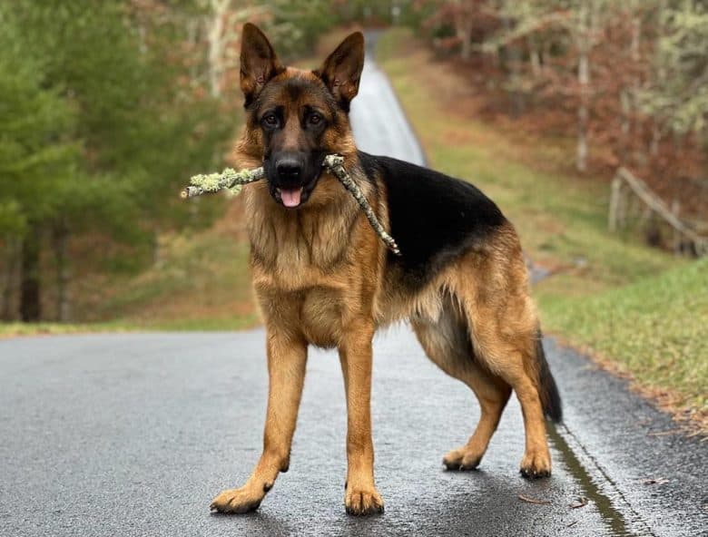 A West German Show Line GSD standing on a road