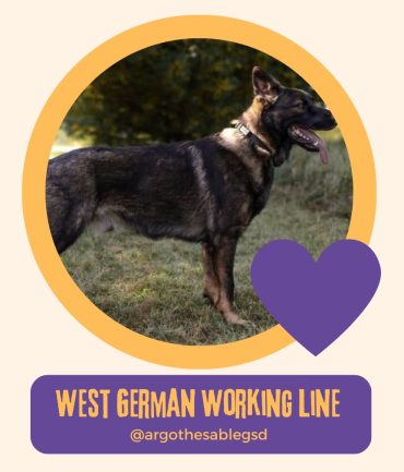 West German Working Line GSD