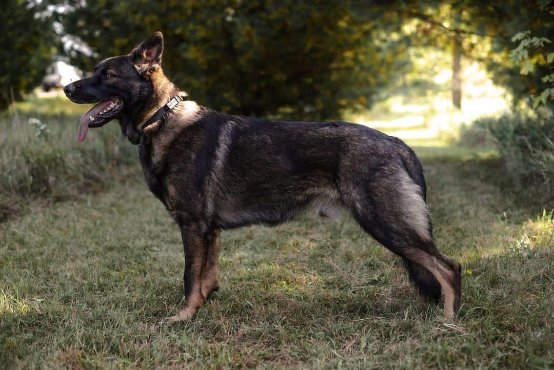 Types of German Shepherds 5 Different Types of GSDs K9 