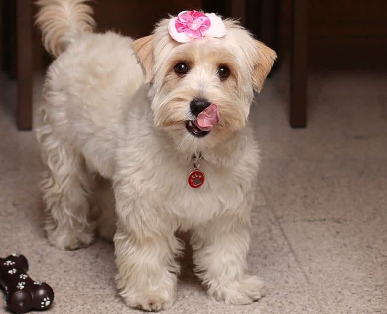 West Highland White Terrier Poodle mix dog having a cute bow tie on head