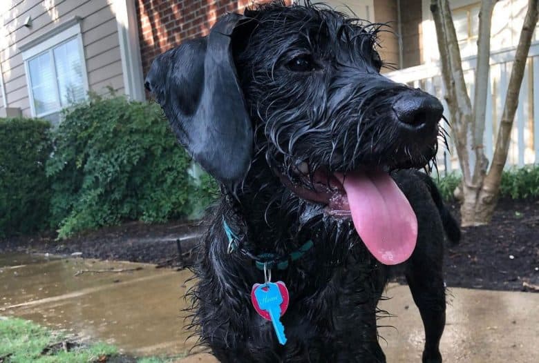 Wet Boxer Poodle mix dog portrait