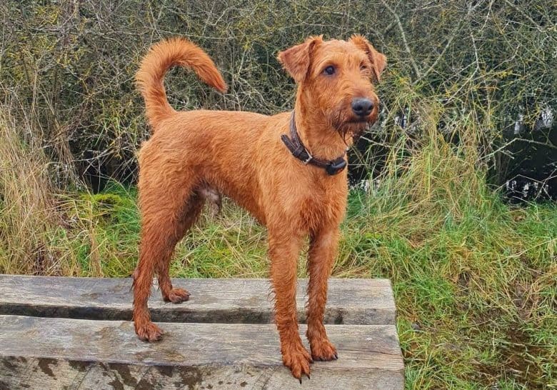 how tall do irish terriers get