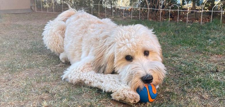 Wheaten Doodle Poodle mix playing a ball outside