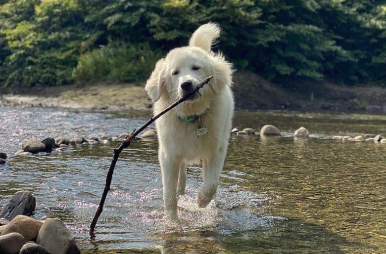 A big Anatolian Pyrenees carrying a stick