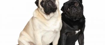 portrait of a white and black pugs sitting