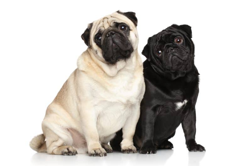 Portrait of a white and black pugs sitting