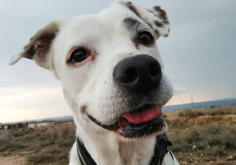 A carefree Bullboxer Staff outdoors