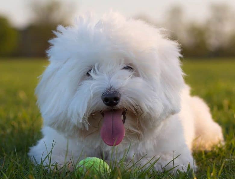 A fluffy white Coton De Tulears on grass