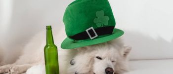 a white sleeping dog wearing a green hat