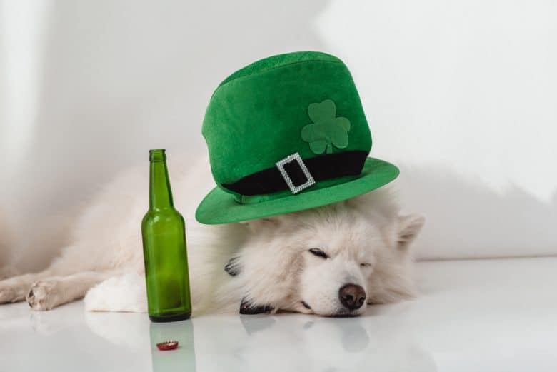 a white sleeping dog wearing a green hat