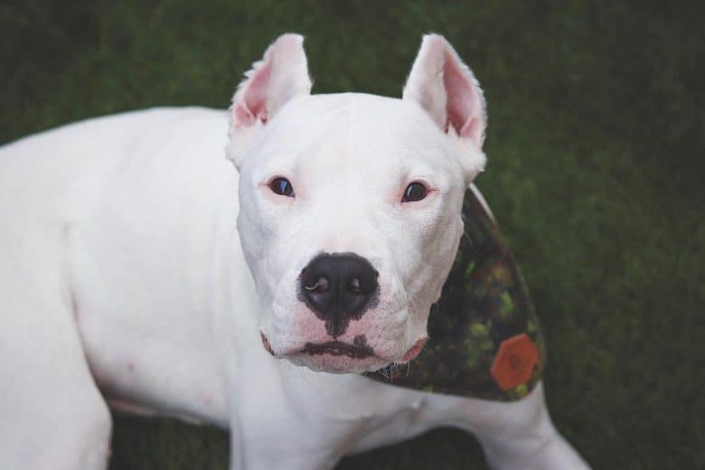 A white Dogo Argentino wearing a scarf