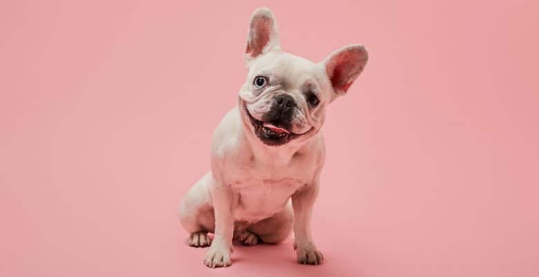 White French Bulldog with dark nose