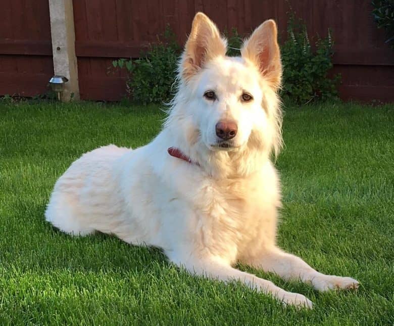 A white German Shepherd laying on the grass