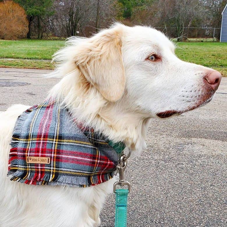 A beautiful Great Pyrenees Lab wearing a bandana