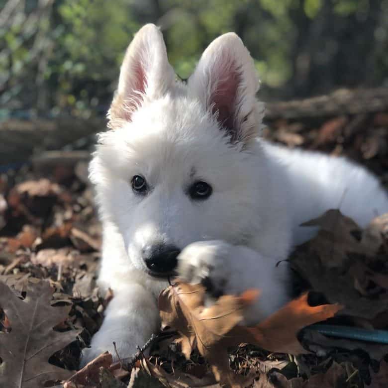 A White GSD puppy laying on dried leaves