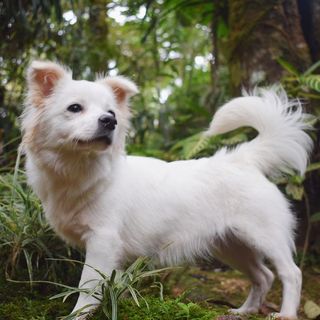 A white Japanese Spitz-Shih Tzu mix in a forest