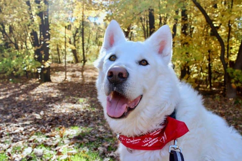 A white Malamute Husky mix wearing a red scarf