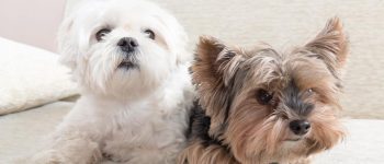 two adorable small dogs laying on the sofa