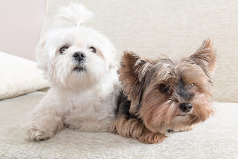 two adorable small dogs laying on the sofa