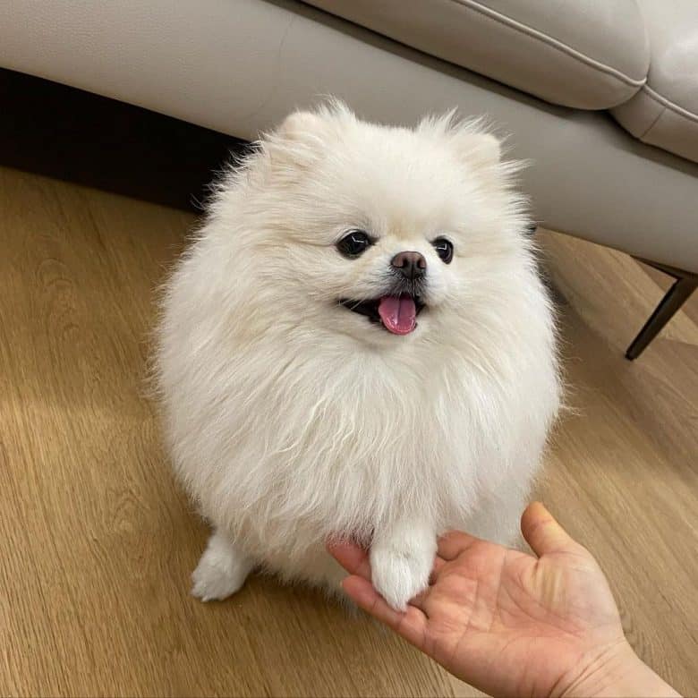 a lovable White Pom shaking hands