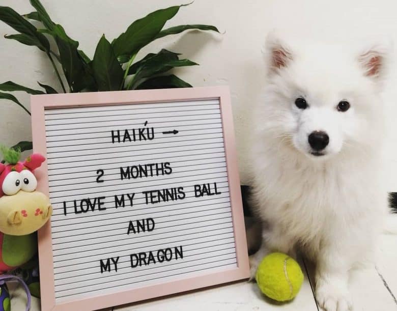 A white Samoyed puppy with a tennis ball