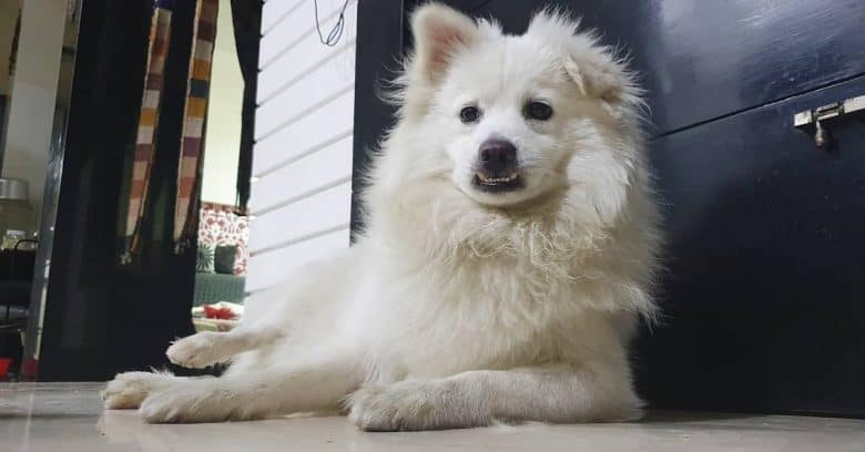 A super fluffy white Pomoyed dog laying comfortably