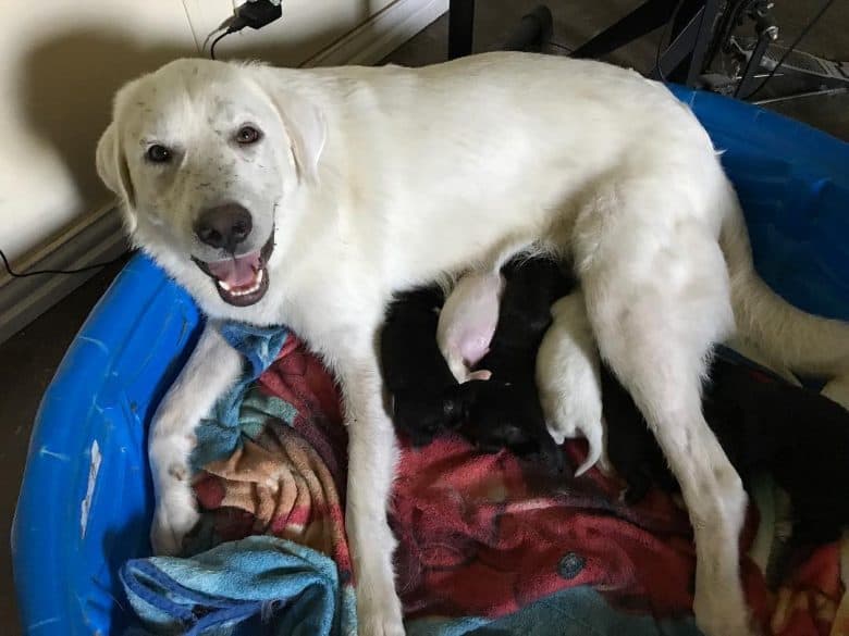 A proud white Weipyrenees mom feeding her pups