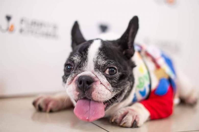 A cheerful Frenchie wearing colorful clothes