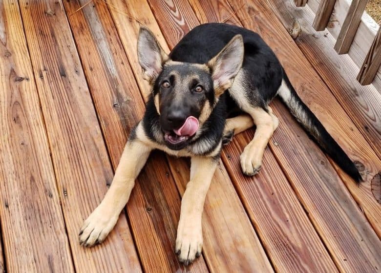 A German Shepherd puppy licking laying on wooden porch