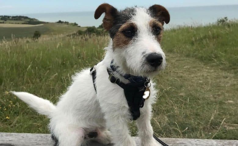 Wire Fox Terrier Jack Russell mix dog posing in a sea view