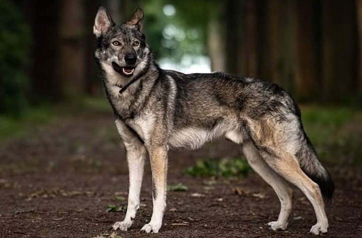 A fully grown Tamaskan dog standing in a forest