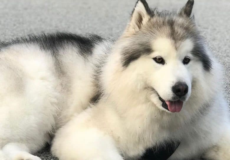 Wooly Alaskan Malamute lying outside
