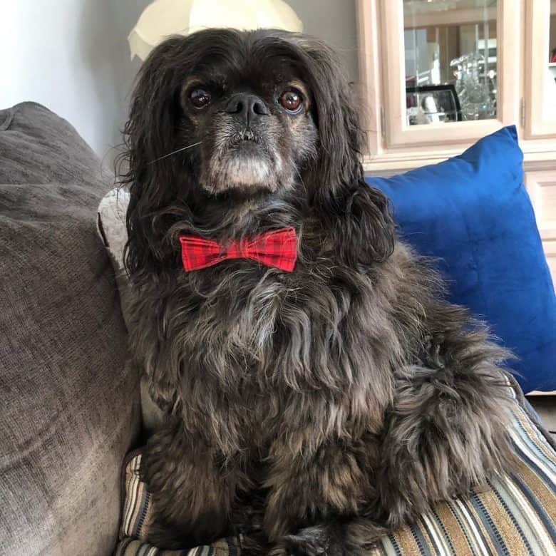 A fuzzy Cocker Pug wearing a red bow tie and sitting on a couch