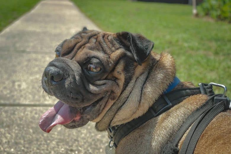 A happy Sharpug walking under the sun