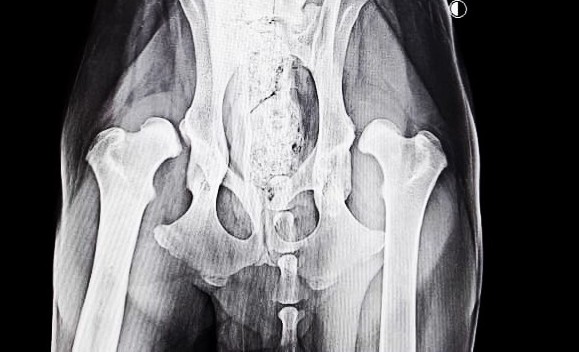 An x-ray film of a Labrador with hip dysplasia 