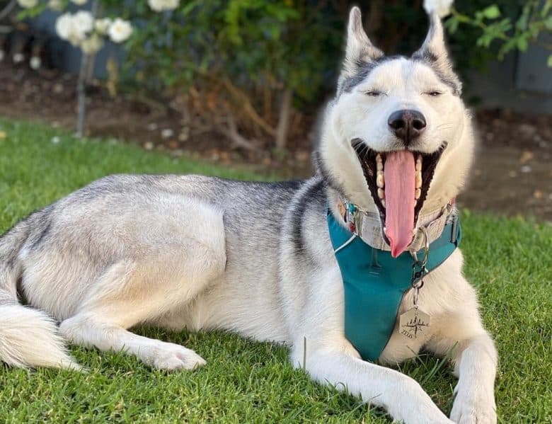 A Siberian Husky wearing a blue harness yawning