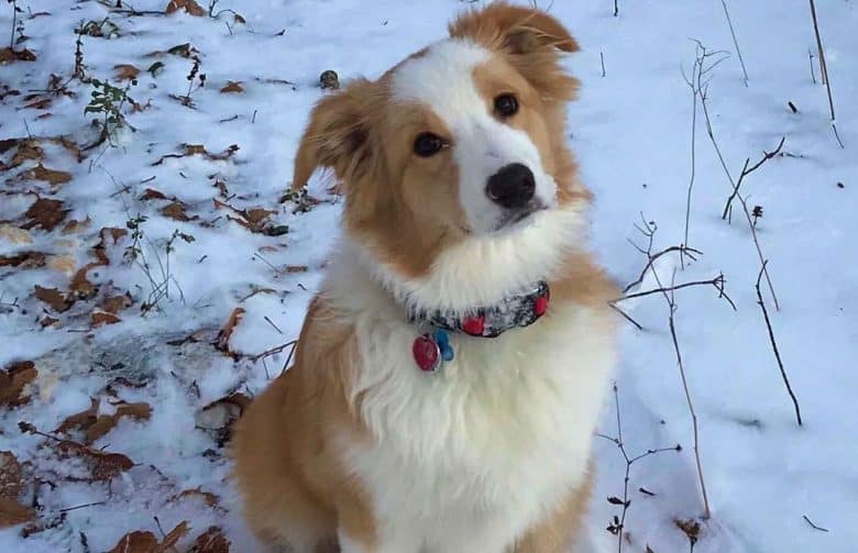 Yellow Australian Shepherd dog sitting on the snow