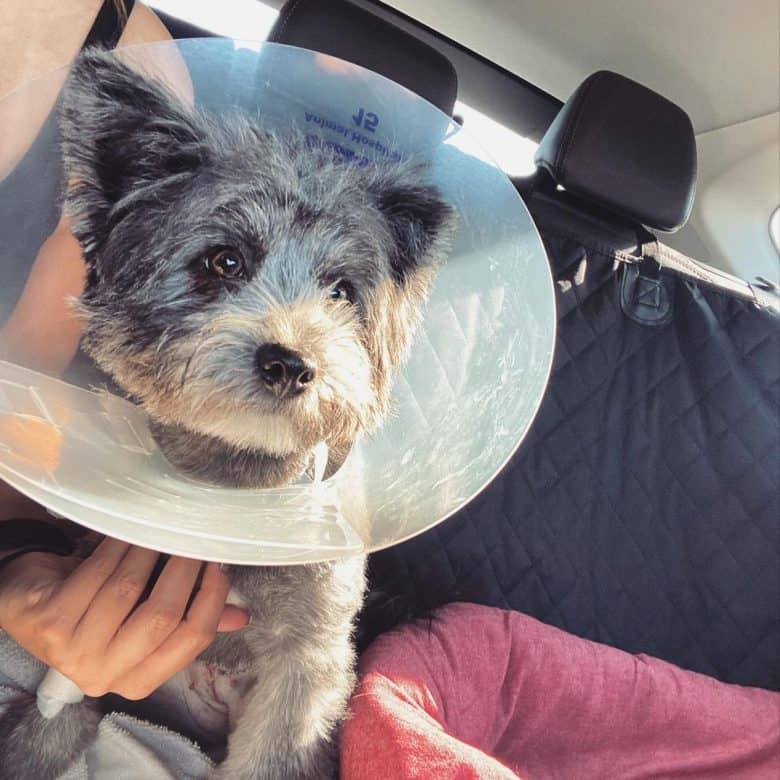 A Yoranian sitting inside a car wearing a dog cone