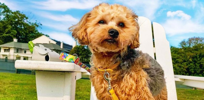 Poodle and Yorkie mix dog standing in an arm chair
