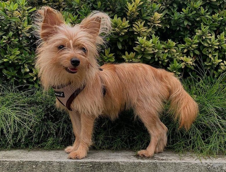 Yorkie Pom All You Need To Know About The Yorkie Pomeranian Mix K9 Web Yorkie Pom All You Need To Know About The Yorkie Pomeranian Mix K9 Web